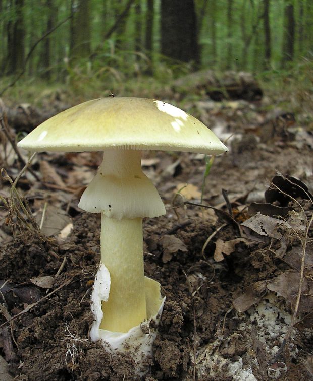 muchotrávka zelená Amanita phalloides (Vaill. ex Fr.) Link