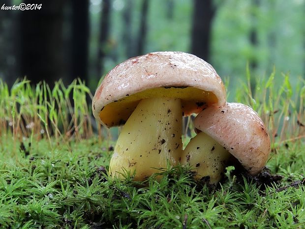 zlatohríb úhľadný Aureoboletus gentilis (Quél.) Pouzar