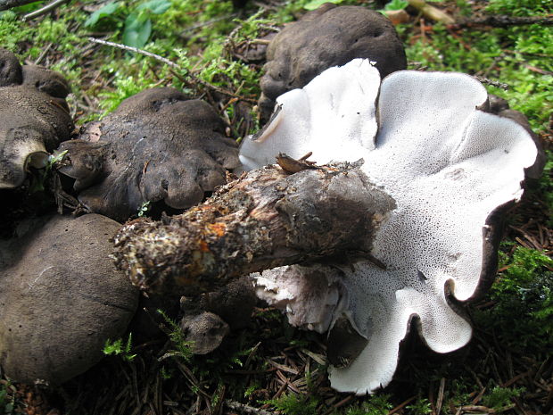 hrboľnačka černastá Boletopsis leucomelaena (Pers.) Fayod