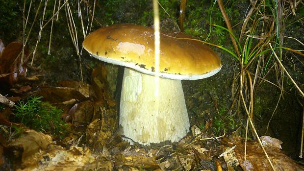 hríb smrekový Boletus edulis Bull.