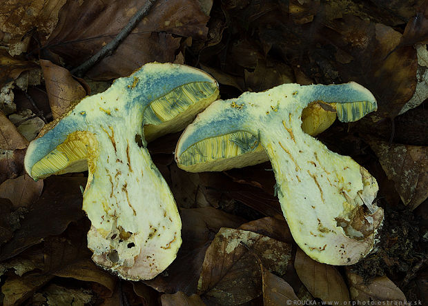 hríb striebristý Butyriboletus fechtneri (Velen.) D. Arora & J.L. Frank