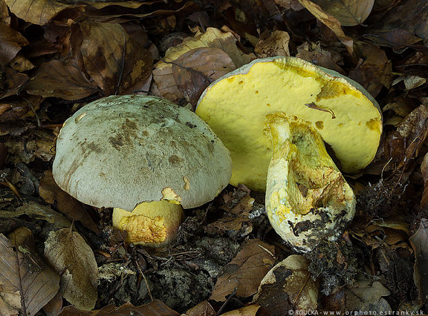 hríb striebristý Butyriboletus fechtneri (Velen.) D. Arora & J.L. Frank