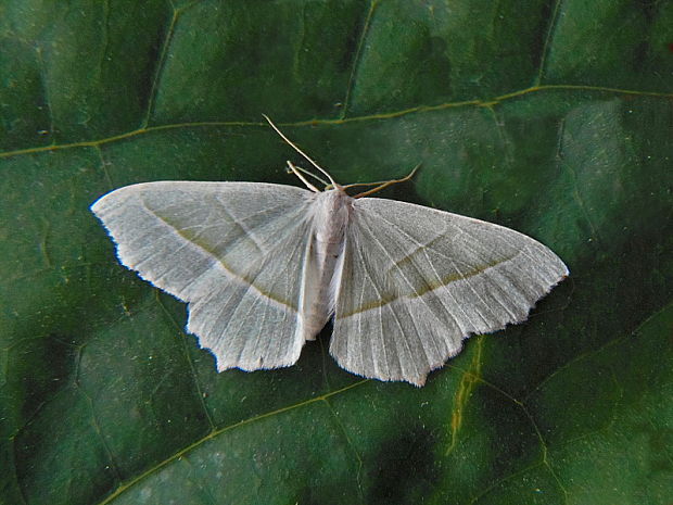 listnatka hrabová Campaea margaritaria Linnaeus, 1761