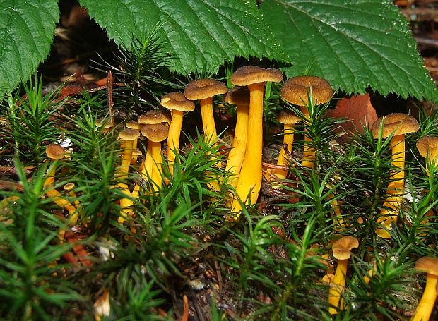 kuriatko žltohnedé Cantharellus lutescens Fr.