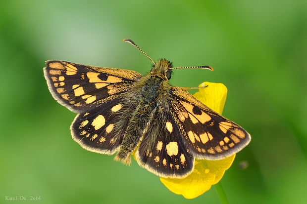 súmračník skorocelový Carterocephalus palaemon