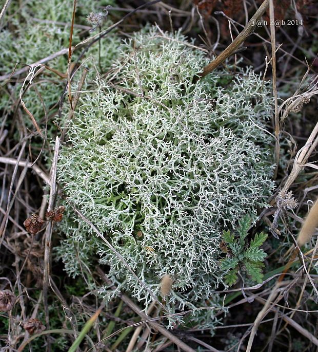 dutohlávka rozkonárená Cladonia rangiformis Hoffm.