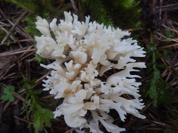 konárovka hrebenitá Clavulina coralloides (L.) J. Schröt.