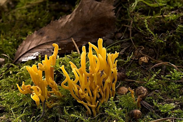 pakonárovka parôžkovitá Clavulinopsis corniculata (Schaeff.) Corner