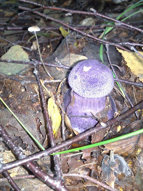 pavučinovec fialový Cortinarius violaceus (L.) Gray