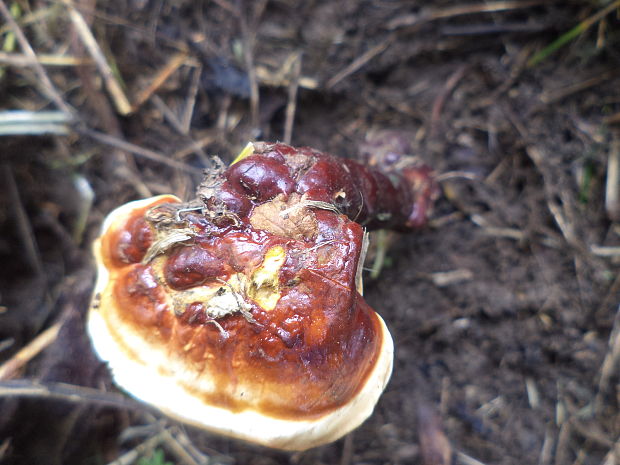 lesklokôrovka obyčajná Ganoderma lucidum (Curtis) P. Karst.