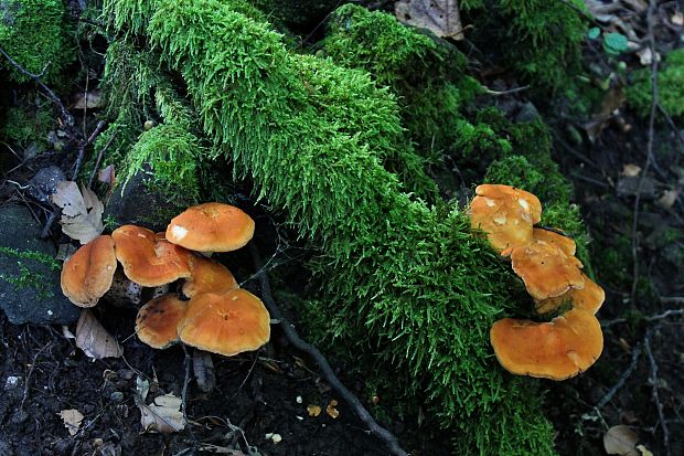 jelenka poprehýbaná Hydnum repandum L.