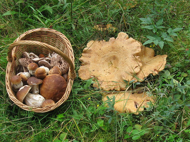 rýdzik nádherný Lactarius repraesentaneus Britzelm.