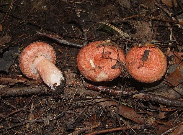 rýdzik kravský Lactarius torminosus (Schaeff.) Gray