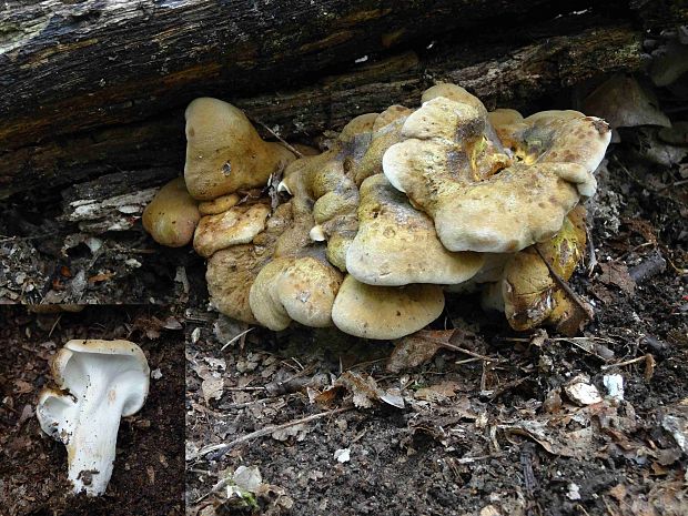 krásnopórovec zelenohnedý Laeticutis cristata (Schaeff.) Audet