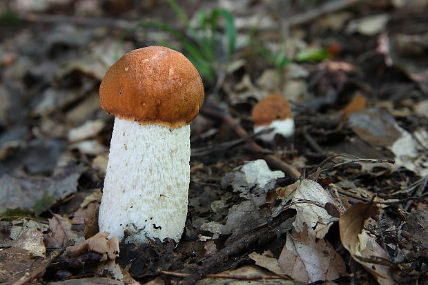 kozák osikový Leccinum albostipitatum den Bakker & Noordel.