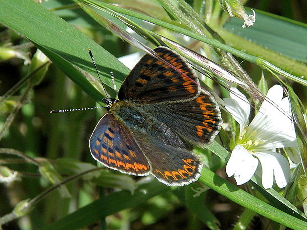 ohniváčik čiernoškvrnný - samička Lycaena tityrus  Poda, 1761