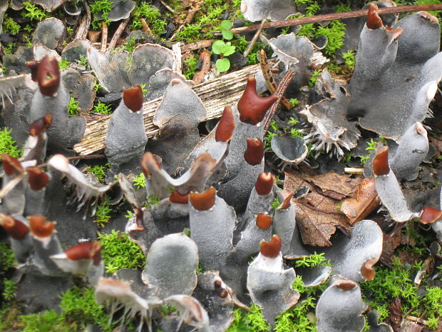 štítnatec Peltigera sp.