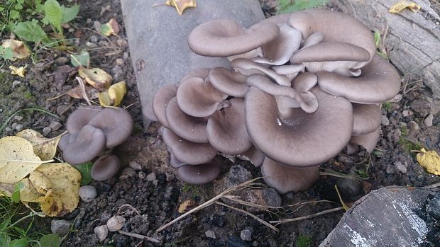 hliva ustricovitá Pleurotus ostreatus (Jacq.) P. Kumm.