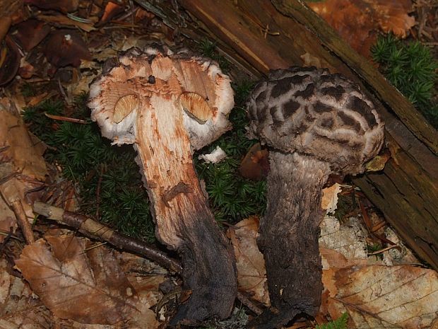 šiškovec šupinatý Strobilomyces strobilaceus (Scop.) Berk.