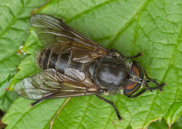 . Tabanus quatuornotatus