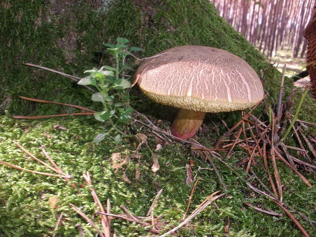 suchohríb žltomäsový Xerocomellus chrysenteron (Bull.) Šutara