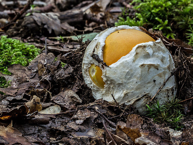 muchotrávka cisárska Amanita caesarea (Scop.) Pers.