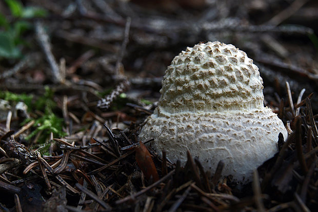 muchotrávka červená Amanita muscaria (L.) Lam.