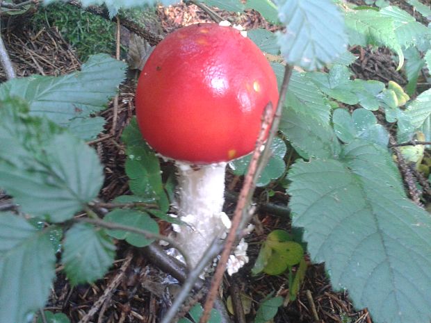 muchotrávka červená Amanita muscaria (L.) Lam.