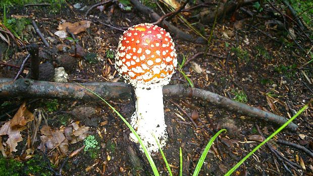 muchotrávka červená Amanita muscaria (L.) Lam.