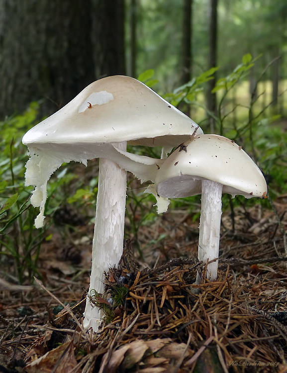 muchotrávka končistá Amanita virosa Bertill.