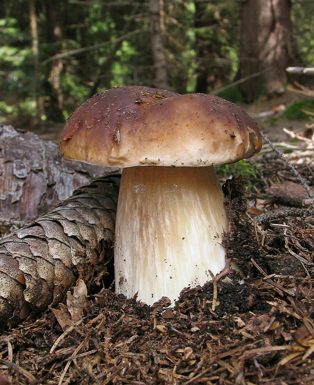 hríb smrekový Boletus edulis Bull.