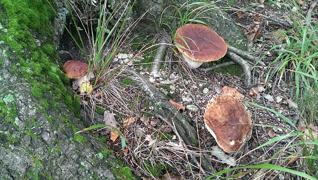 hríb smrekový Boletus edulis Bull.