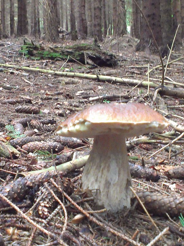 hríb smrekový Boletus edulis Bull.