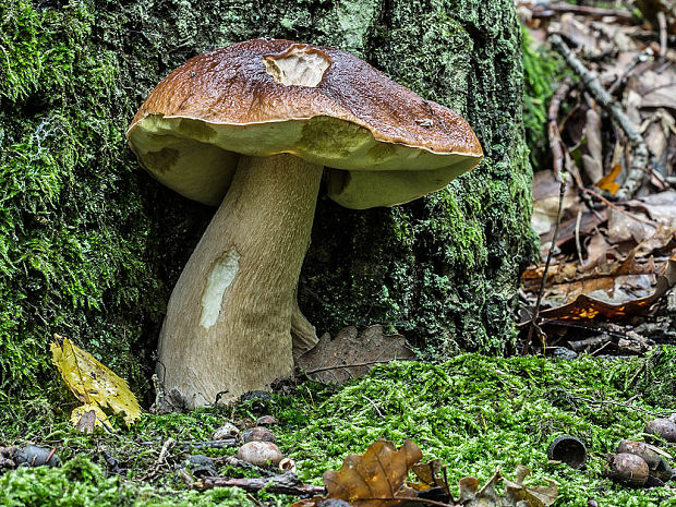 hríb smrekový Boletus edulis Bull.