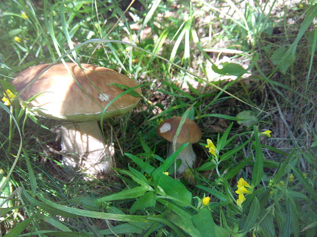 hríb smrekový Boletus edulis Bull.