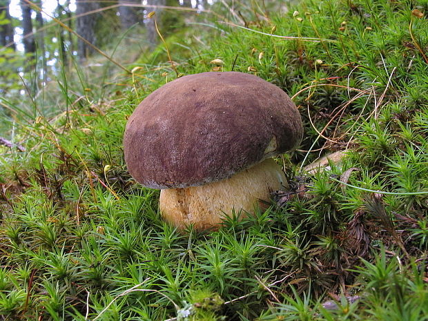 hríb sosnový Boletus pinophilus Pil. et Dermek in Pil.