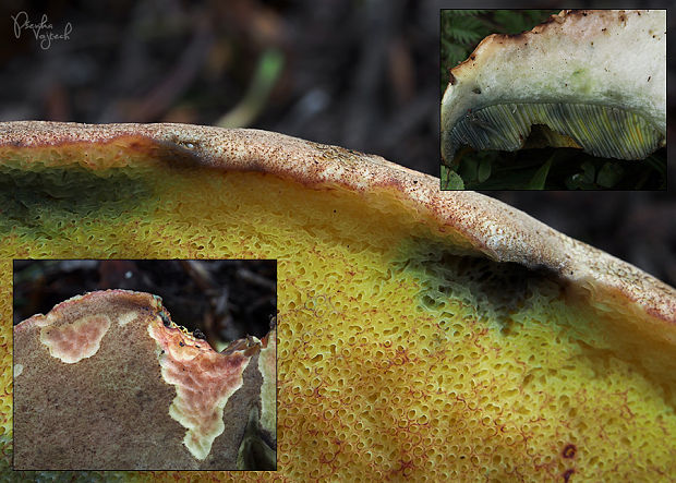 hríb sivoružový Butyriboletus roseogriseus (J. Šutara, M. Graca, M. Kolarík, V. Janda & M. Kríž) Vizzini & Gelardi