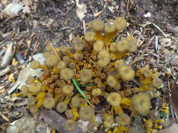 kuriatko žltohnedé Cantharellus lutescens Fr.