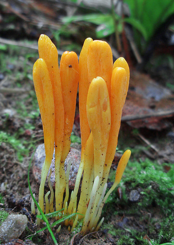 pakonárovka Clavulinopsis sp.