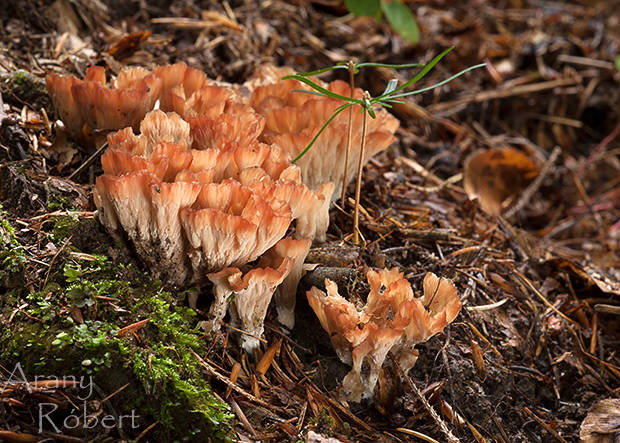 lievikovka buková Cotylidia pannosa (Sowerby) D.A. Reid