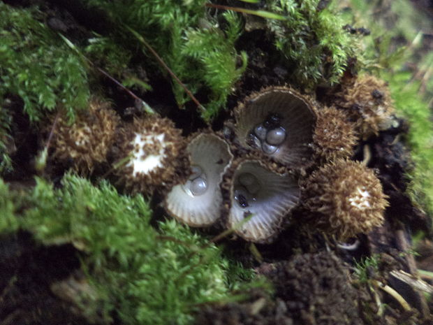 čiaškovec pásikavý Cyathus striatus (Huds.) Willd.