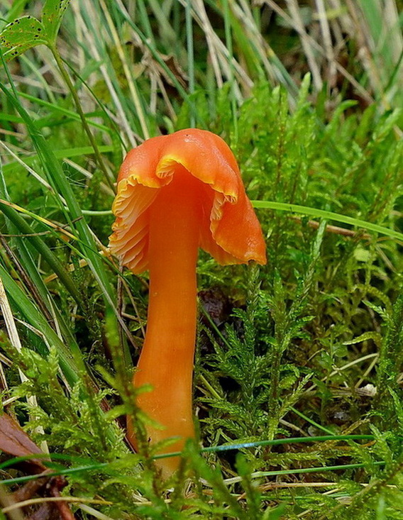 lúčnica Reidova Hygrocybe reidii Kühner