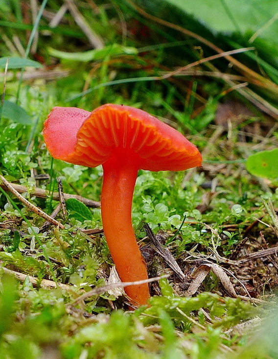 lúčnica Hygrocybe sp.