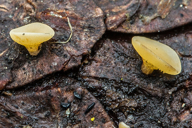 čiašočka Hymenoscyphus sp.