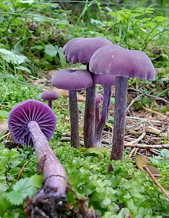 lakovka ametystová Laccaria amethystina (Huds.) Cooke