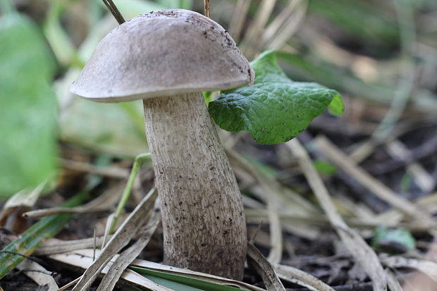 kozák topoľový Leccinum duriusculum (Schulzer ex Kalchbr.) Singer