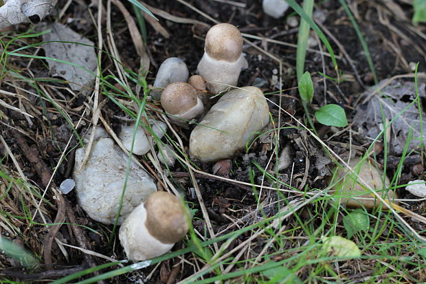 kozák topoľový Leccinum duriusculum (Schulzer ex Kalchbr.) Singer