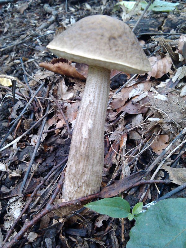 kozak Leccinum sp.