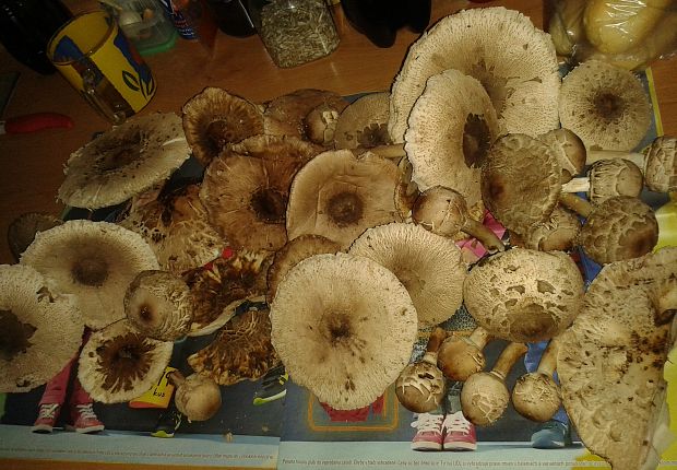 bedľa vysoká Macrolepiota procera (Scop.) Singer