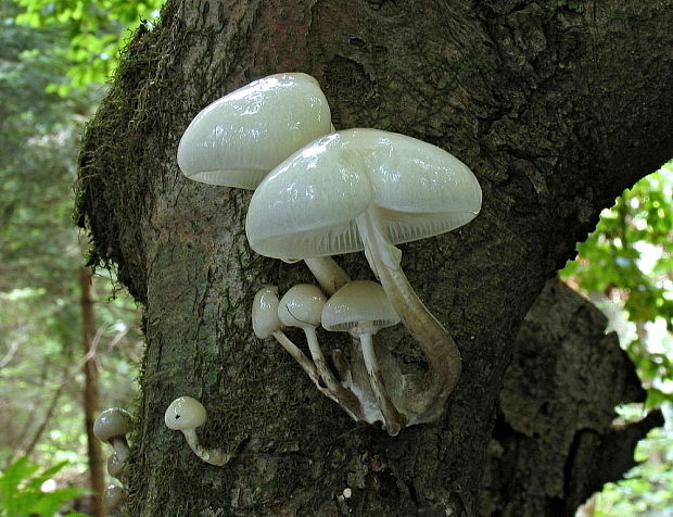 sliznačka obyčajná Mucidula mucida (Schrad.) Pat.